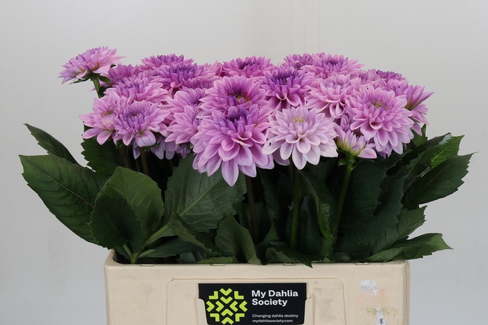 Dahlia Sweet Suprise