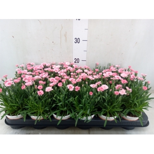 Dianthus  'Diantica Peach Party'