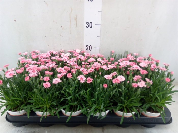 <h4>Dianthus  'Diantica Peach Party'</h4>