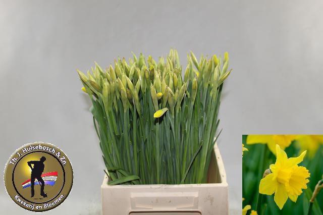 <h4>NARC G CARLTON</h4>