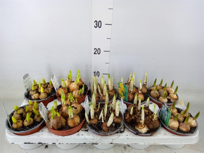 <h4>Bolbloemen   ...mix</h4>