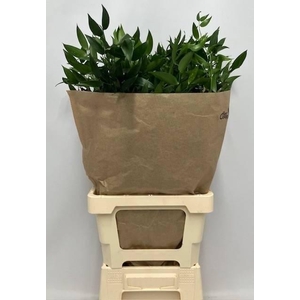 DANAE RACEMOSA PB 150gr