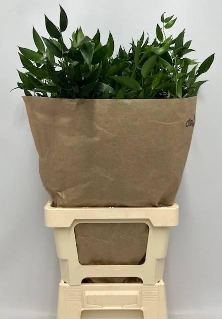 <h4>DANAE RACEMOSA PB 150gr</h4>