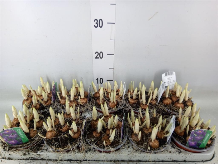 <h4>Crocus vernus 'Flower Record'</h4>