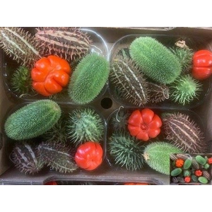 F-cucumis Solanum Mix Sierfruit Bak