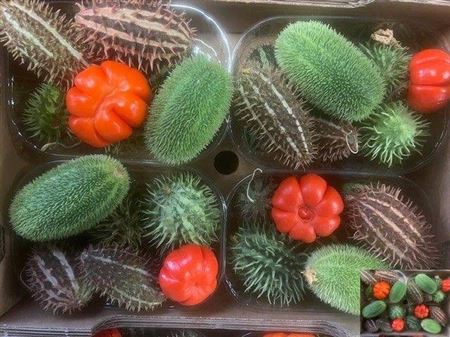 <h4>F-cucumis Solanum Mix Sierfruit Bak</h4>