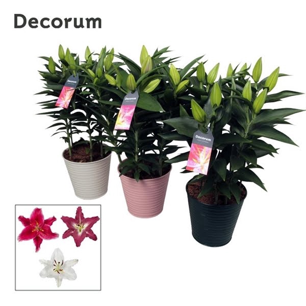 <h4>Lilium Oriental Mix 19cm ZINK</h4>