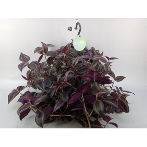 Tradescantia   ...