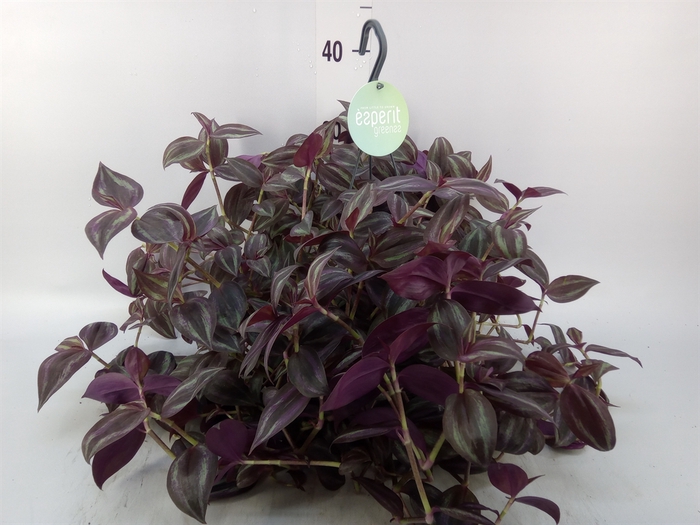 <h4>Tradescantia   ...</h4>