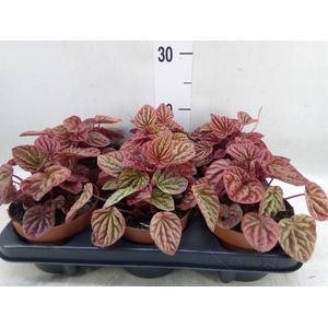 Peperomia caperata 'Quito'