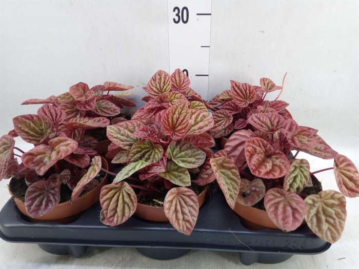 <h4>Peperomia caperata 'Quito'</h4>