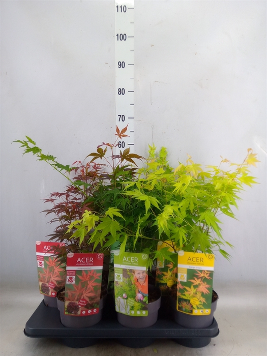 <h4>Acer palmatum</h4>