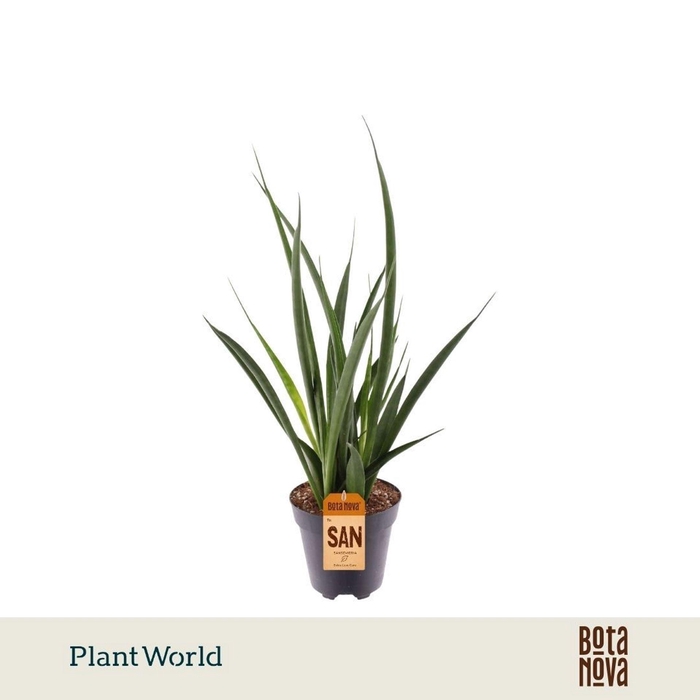 <h4>Sansevieria Friends</h4>