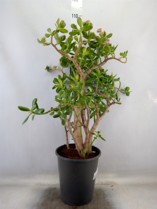 <h4>Crassula ovata 'Sunset'</h4>