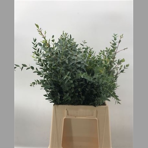 Euca Parvifolia C 150