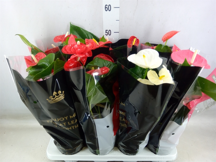 <h4>Anthurium   ...mix</h4>