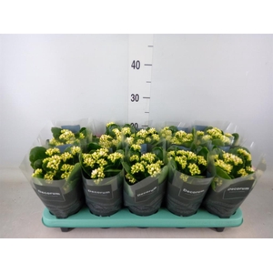 Kalanchoe blos. 'Serenity Silk'