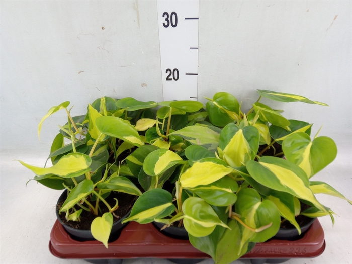 <h4>Philodendron scand. 'Brasil'</h4>