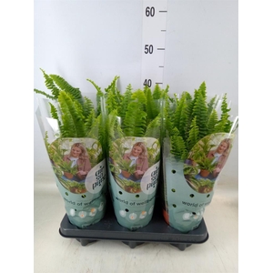 Nephrolepis exal. 'Green Lady'