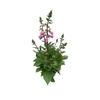 Digitalis Pink Panther