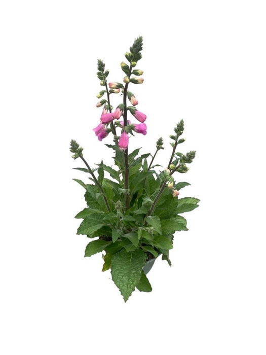 Digitalis Pink Panther