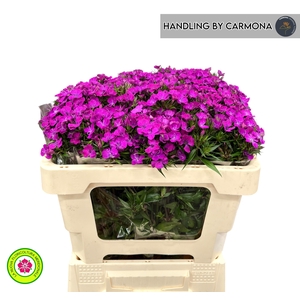 Dianthus Br Amazon Purple Magic
