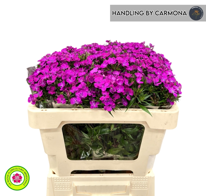 <h4>Dianthus Br Amazon Purple Magic</h4>