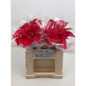 ANTH A # PINK LADY WATER 35CM