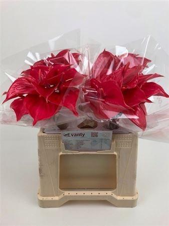<h4>ANTH A # PINK LADY WATER 35CM</h4>