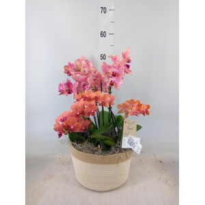 Phalaenopsis   ...white