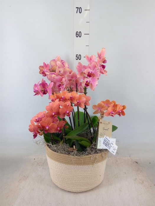 <h4>Phalaenopsis   ...white</h4>