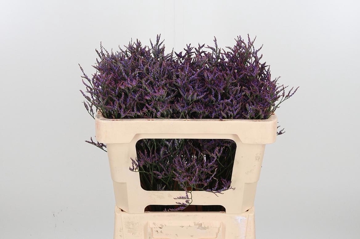 <h4>Lim Saf Dark Blue</h4>