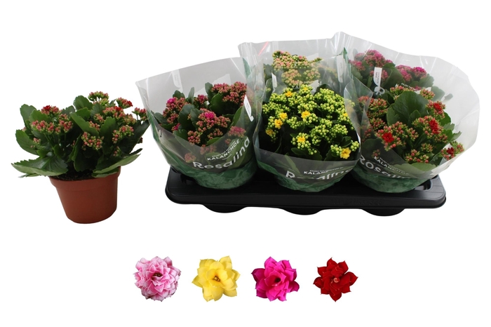 <h4>KAL GE RO GEM 4 KL</h4>