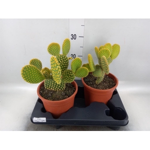 Opuntia microdasys var. pallida