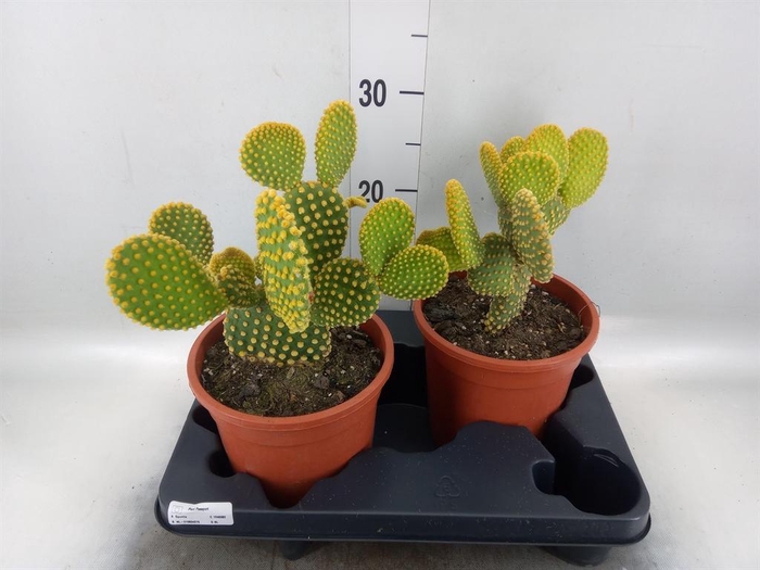 <h4>Opuntia microdasys var. pallida</h4>