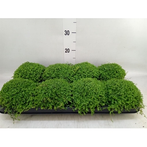 Soleirolia soleirolii   ...green