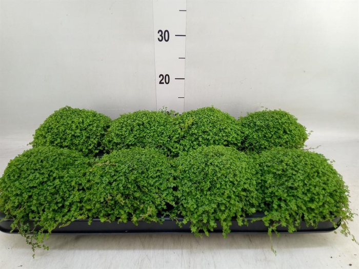 <h4>Soleirolia soleirolii   ...green</h4>