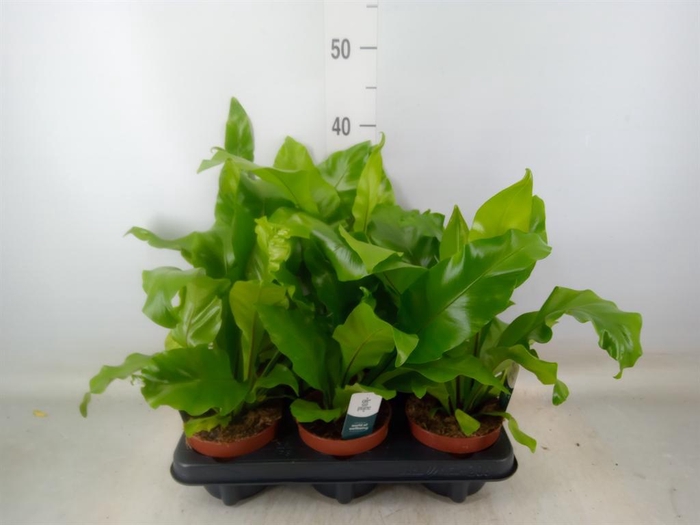 <h4>Asplenium nidus</h4>