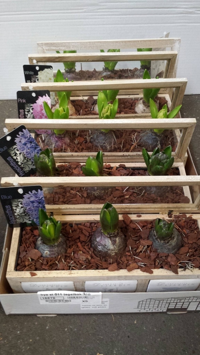 Hyacinthus ori. gemengd