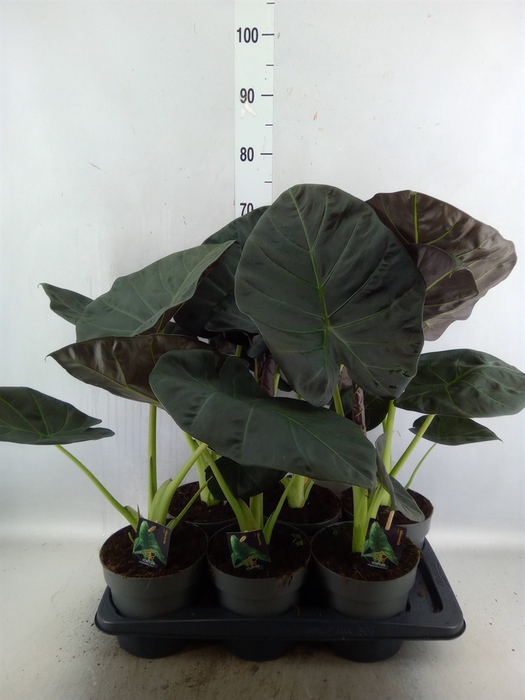 <h4>Alocasia   ...</h4>