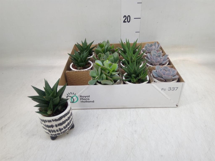 <h4>Succulents   ...</h4>