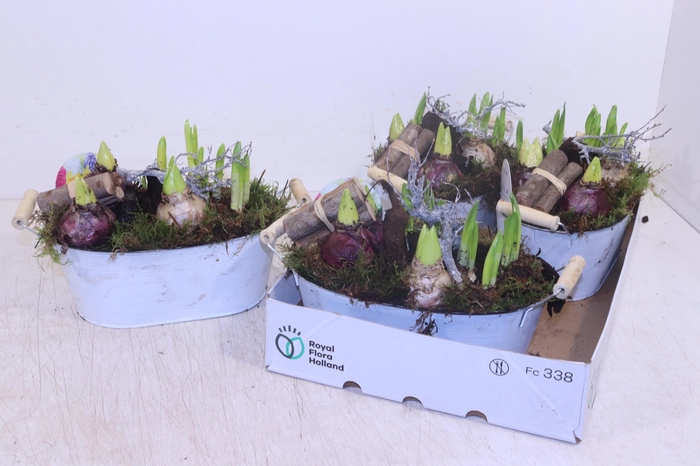 <h4>ARR BOL KNOLGEWAS</h4>