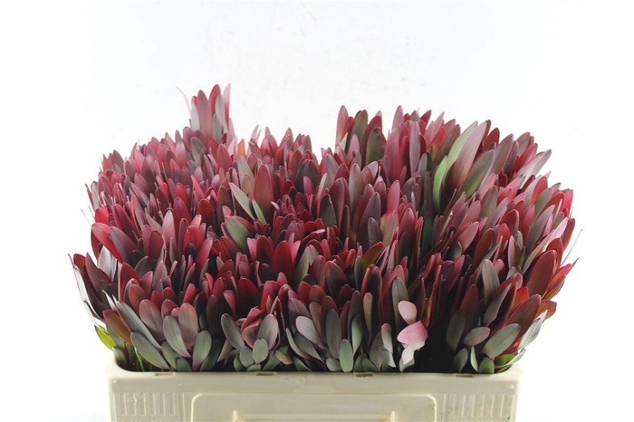 <h4>Leucad Saf Sunset Ex</h4>