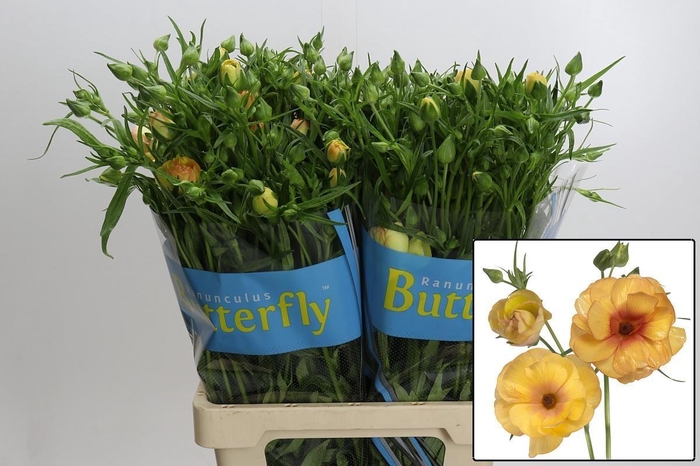 <h4>RAN BUTTERFLY LOTIS</h4>