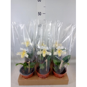 Paphiopedilum   ...