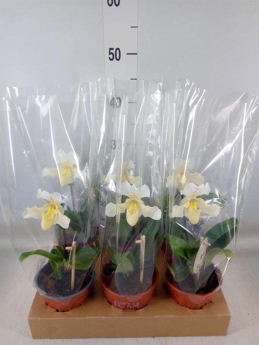 <h4>Paphiopedilum   ...</h4>