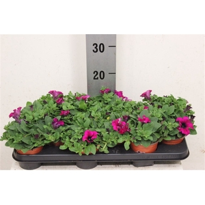 Petunia Viva Burgundy