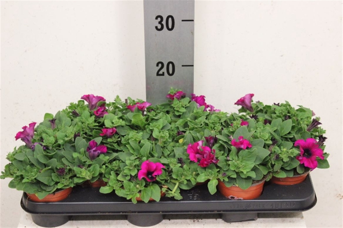 <h4>Petunia Viva Burgundy</h4>