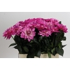 Dahlia Annamarie