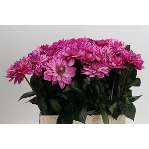 Dahlia Annamarie